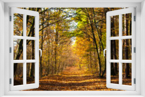 Fototapeta Naklejka Na Ścianę Okno 3D - Autumn landscape. A path in the forest, park. Yellow, red, orange and brown leaves. Fall foliage during autumn season with warm sunlight.