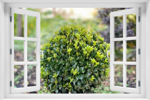 Fototapeta Naklejka Na Ścianę Okno 3D - Green ornamental shrub boxwood.