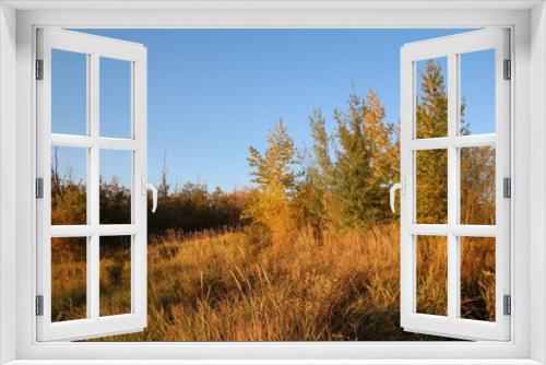 Fototapeta Naklejka Na Ścianę Okno 3D - autumn in the forest, Pylypow Wetlands, Edmonton, Alberta