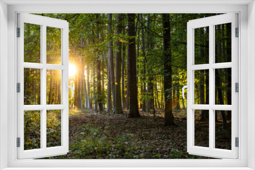Fototapeta Naklejka Na Ścianę Okno 3D - Schöner Sonne im Wald mit herbstlichem Licht