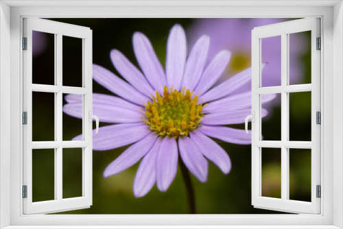 Fototapeta Naklejka Na Ścianę Okno 3D - purple daisy with nice green blurred background