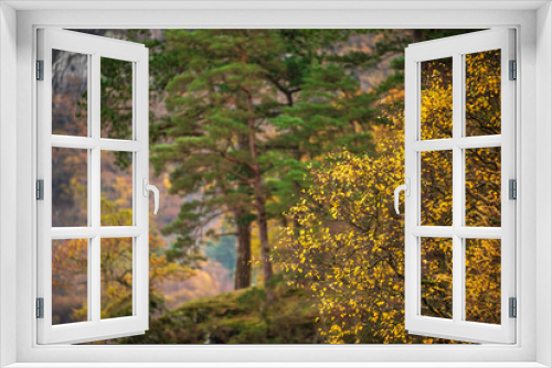 Fototapeta Naklejka Na Ścianę Okno 3D - Beautiful Lake District forest landscape of Manesty Park during vibrant Autumn Fall colors scene