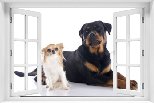Fototapeta Naklejka Na Ścianę Okno 3D - rottweiler and chihuahua