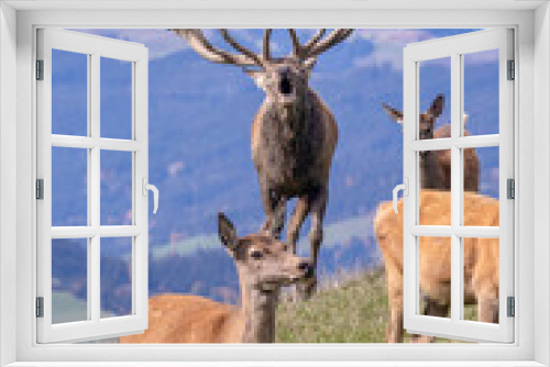 Fototapeta Naklejka Na Ścianę Okno 3D - Red deer - cervus