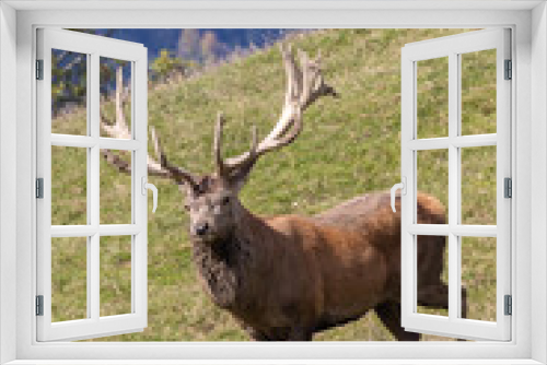 Fototapeta Naklejka Na Ścianę Okno 3D - Red deer - cervus