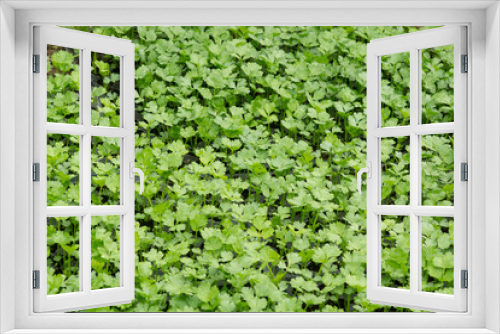 Fototapeta Naklejka Na Ścianę Okno 3D - small green plants