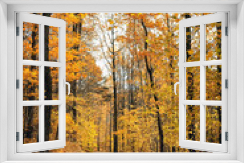 Fototapeta Naklejka Na Ścianę Okno 3D - autumn forest trees with orange-yellow foliage and pathway, natural background. Beautiful autumn scenic landscape. fall season