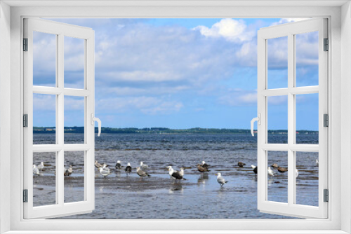 Fototapeta Naklejka Na Ścianę Okno 3D - A swarm of seagulls sitting and flying on beautiful blue water of the Shediac sea shore