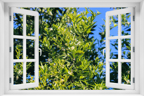 Fototapeta Naklejka Na Ścianę Okno 3D - Mandarino floreciendo