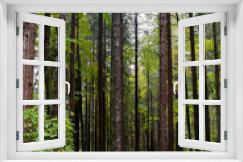 Fototapeta Naklejka Na Ścianę Okno 3D - Wald, Bäume, Herbst, Licht, Sonne, Baum, Wälder, Laub, Panorama