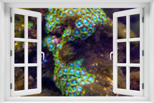 Fototapeta Naklejka Na Ścianę Okno 3D - star coral, one of the hard corals of the family Scleractinia