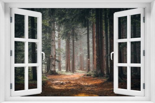 Fototapeta Naklejka Na Ścianę Okno 3D - Beautiful shot of a dark mysterious forest on a foggy day in fall