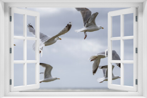 Fototapeta Naklejka Na Ścianę Okno 3D - Möwen im Flug vor Himmel