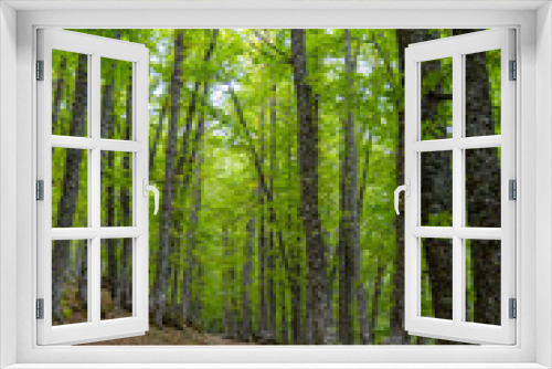 Fototapeta Naklejka Na Ścianę Okno 3D - Chestnut forest in the Castañar El Tiemblo. Ávila (Spain)