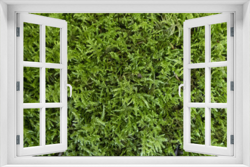 Fototapeta Naklejka Na Ścianę Okno 3D - Closeup of Green moss Background