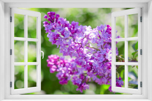 Fototapeta Naklejka Na Ścianę Okno 3D - Lilac Branch.