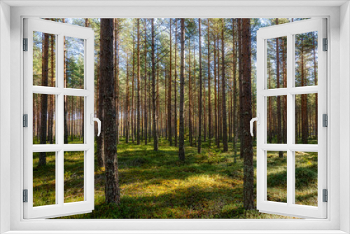 Fototapeta Naklejka Na Ścianę Okno 3D - Pine tree forest landscape. Forest therapy and stress relief