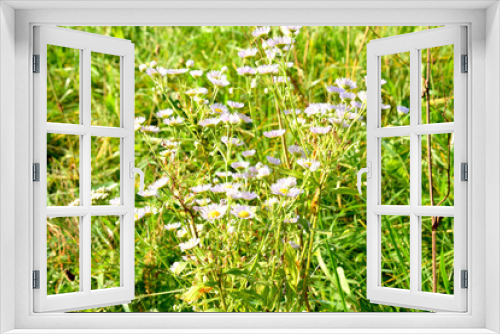 Fototapeta Naklejka Na Ścianę Okno 3D - Background field of white meadow chamomiles