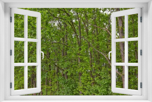 Fototapeta Naklejka Na Ścianę Okno 3D - Spring Green Leaves