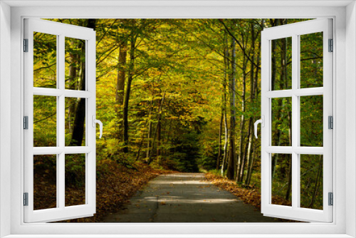 Fototapeta Naklejka Na Ścianę Okno 3D - Road in the autumn forest.