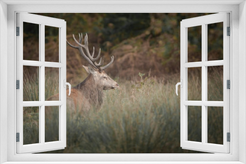 Fototapeta Naklejka Na Ścianę Okno 3D - Red Deer Stag