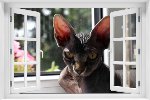 Fototapeta Naklejka Na Ścianę Okno 3D - Adorable black Sphinx cat near window indoors, closeup