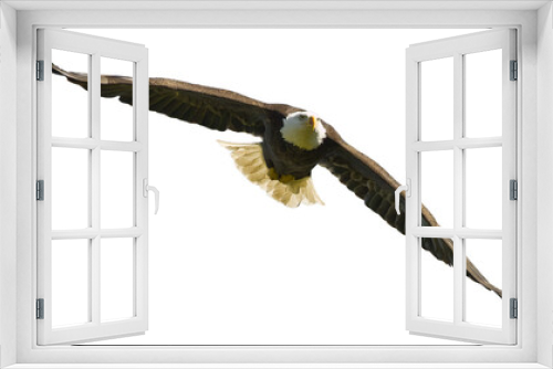 Fototapeta Naklejka Na Ścianę Okno 3D - Bald Eagle