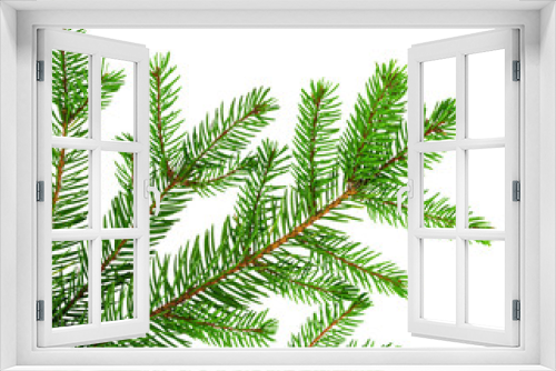 Fototapeta Naklejka Na Ścianę Okno 3D - Green spruce isolated on white background for your design. Christmas tree. Branch with needles 