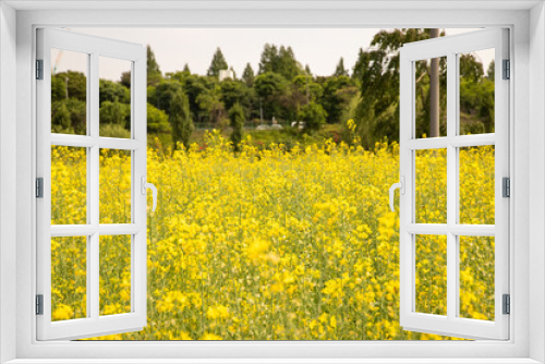 Fototapeta Naklejka Na Ścianę Okno 3D - 한강과 하늘이 보이는 아름다운 노란 유채꽃 풍경