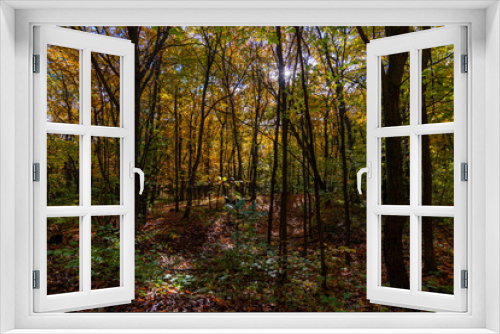 Fototapeta Naklejka Na Ścianę Okno 3D - A walk in the deep woods on an October day!