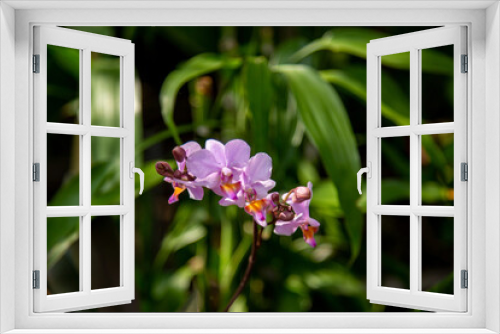 Fototapeta Naklejka Na Ścianę Okno 3D - A sprig of purple orchid