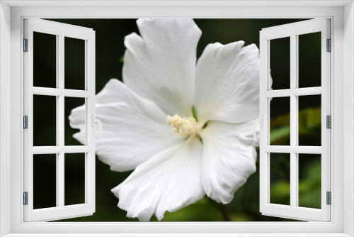 Fototapeta Naklejka Na Ścianę Okno 3D - Blooming white Rose of Sharon (Hibiscus syriacus, Mukuge, Hachisu) flowerhead  macro photograph taken on a sunny day.