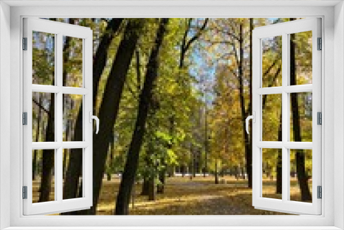 Fototapeta Naklejka Na Ścianę Okno 3D - Beautiful autumn trees with colored leaves, autumn trees in the park, blue sky