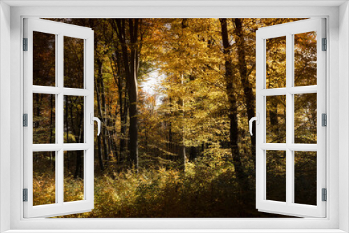 Fototapeta Naklejka Na Ścianę Okno 3D - sunny autumn day in colorful forest landscape