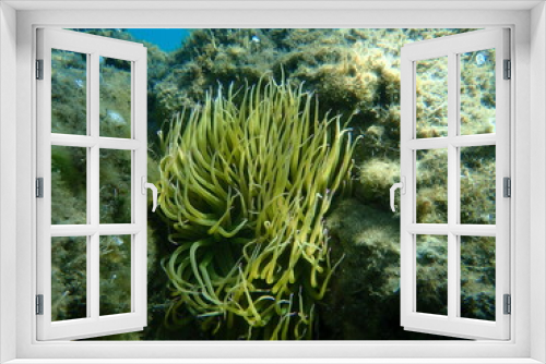 Fototapeta Naklejka Na Ścianę Okno 3D - Snakelocks anemone or opelet anemone (Anemonia viridis) undersea, Aegean Sea, Greece, Halkidiki