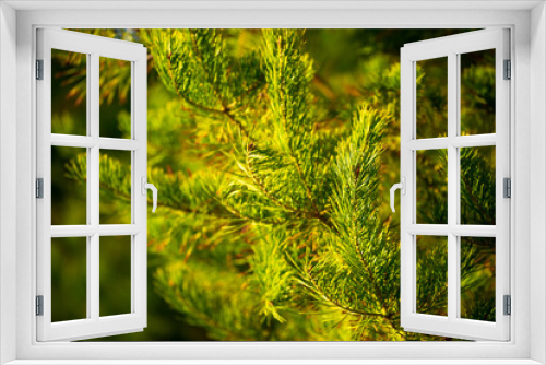 Fototapeta Naklejka Na Ścianę Okno 3D - Fir branches close-up. Coniferous trees in the forest. Winter Christmas background. Christmas background, beautiful nature