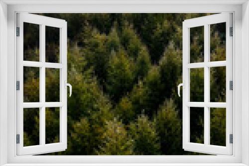 Fototapeta Naklejka Na Ścianę Okno 3D - カラマツの森　北海道　縦構図