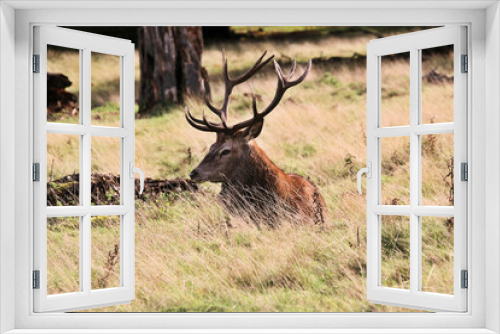 Fototapeta Naklejka Na Ścianę Okno 3D - A view of a Red Deer in the Cheshire Countryside