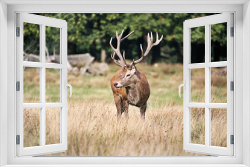 Fototapeta Naklejka Na Ścianę Okno 3D - A view of a Red Deer in the Cheshire Countryside