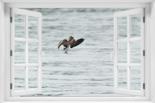 Fototapeta Naklejka Na Ścianę Okno 3D - osprey is hunting a fish in a seashore