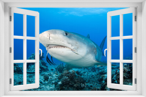 Fototapeta Naklejka Na Ścianę Okno 3D - Tiger shark