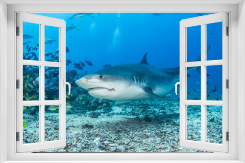 Fototapeta Naklejka Na Ścianę Okno 3D - Tiger shark