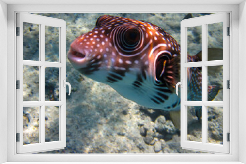 Fototapeta Naklejka Na Ścianę Okno 3D - Spiny arotron in the coral reef of the Red Sea, Sharm El-Sheikh, Egypt