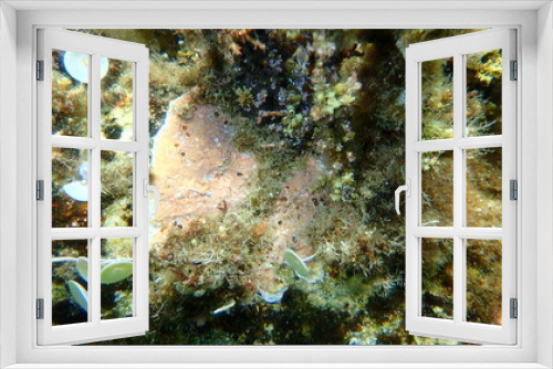 Fototapeta Naklejka Na Ścianę Okno 3D - Encrusting coralline algae (Lithophyllum incrustans) and orange-red boring sponge (Cliona carteri) undersea, Aegean Sea, Greece, Halkidiki