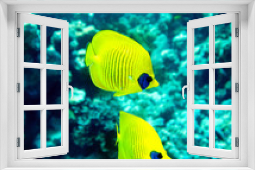 Fototapeta Naklejka Na Ścianę Okno 3D - Group of coral fish  in water.