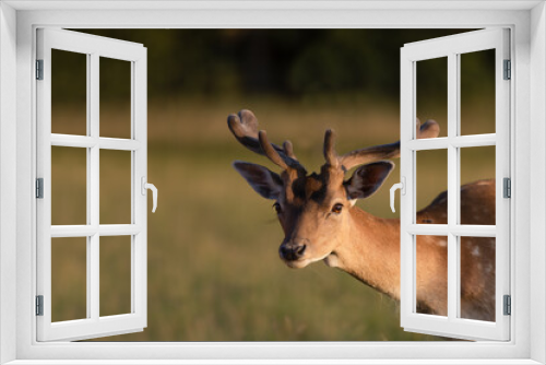 Fototapeta Naklejka Na Ścianę Okno 3D - Cautious deer buck looking at the camera, closeup, dama dama
