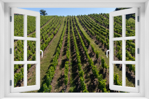 Fototapeta Naklejka Na Ścianę Okno 3D - Landscape with vineyards near beaujolais wine making village Val d'Oingt, gateway to Beaujolais Wine Route and hilly landscapes of the Pierres Dorées, France