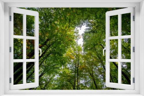 Fototapeta Naklejka Na Ścianę Okno 3D - Herbstanfang im Mischwald
