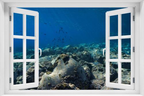 Fototapeta Naklejka Na Ścianę Okno 3D - Underwater photo of fish in a beautiful landscape. From a scuba dive at the Canary islands.