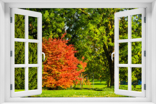 Fototapeta Naklejka Na Ścianę Okno 3D - Sunny day in Autumn